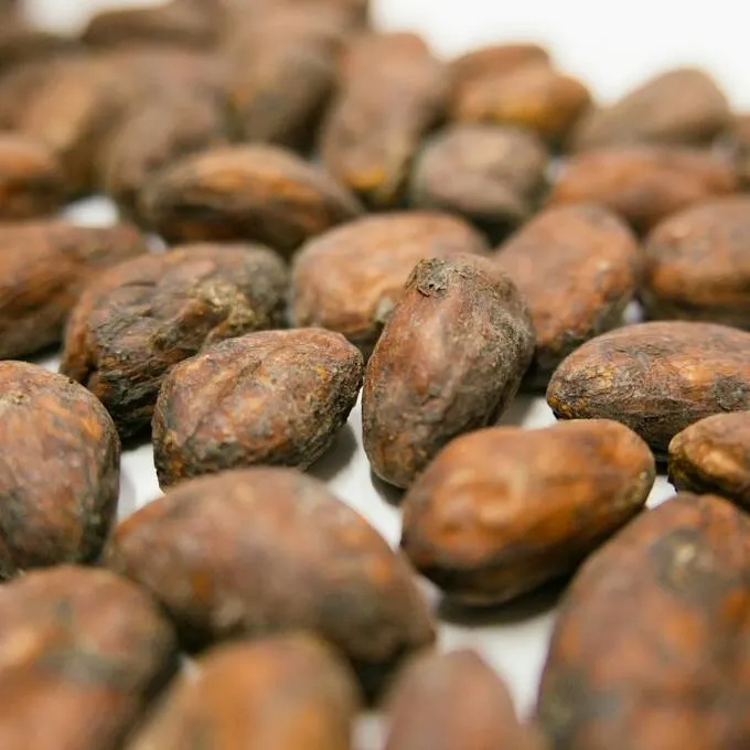Detailed analysis of Porcelana cocoa bean showing internal structure and white cotyledons
