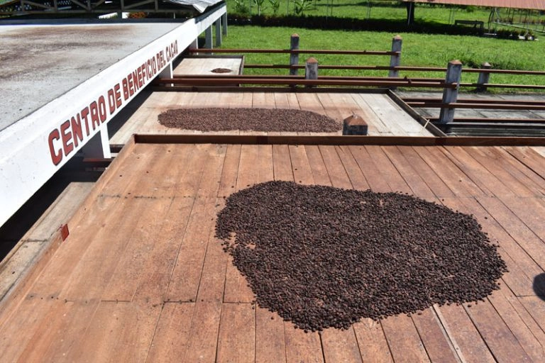 Porcelana cocoa sun-drying process on wooden beds and cement patios