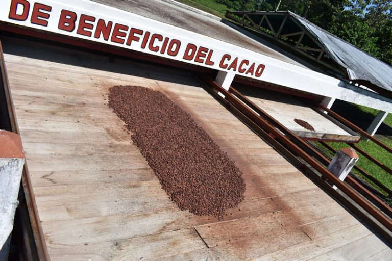 Porcelana cocoa sun-drying process on wooden beds and cement patios