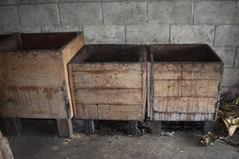Porcelana cocoa fermentation process in wooden boxes