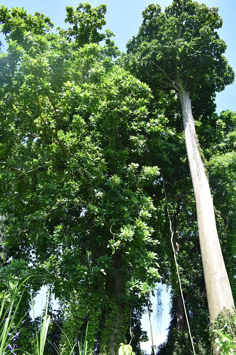 Panoramic view of South Lake Maracaibo and its natural environment
