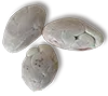 porcelana seed