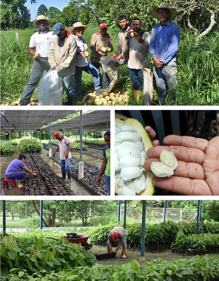 South Lake farmers working in the Porcelana cocoa plantation