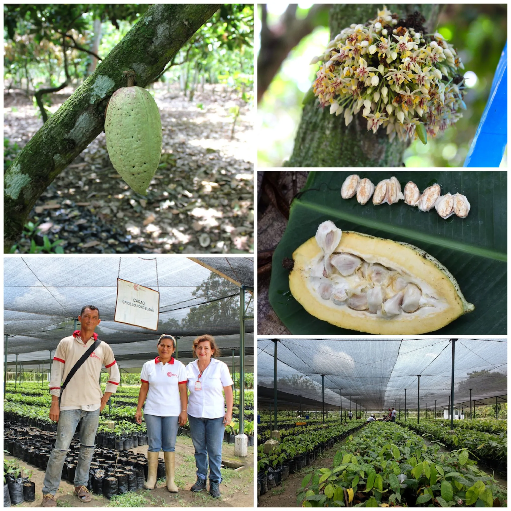 Photographic mosaic of Porcelana cocoa production in South Lake