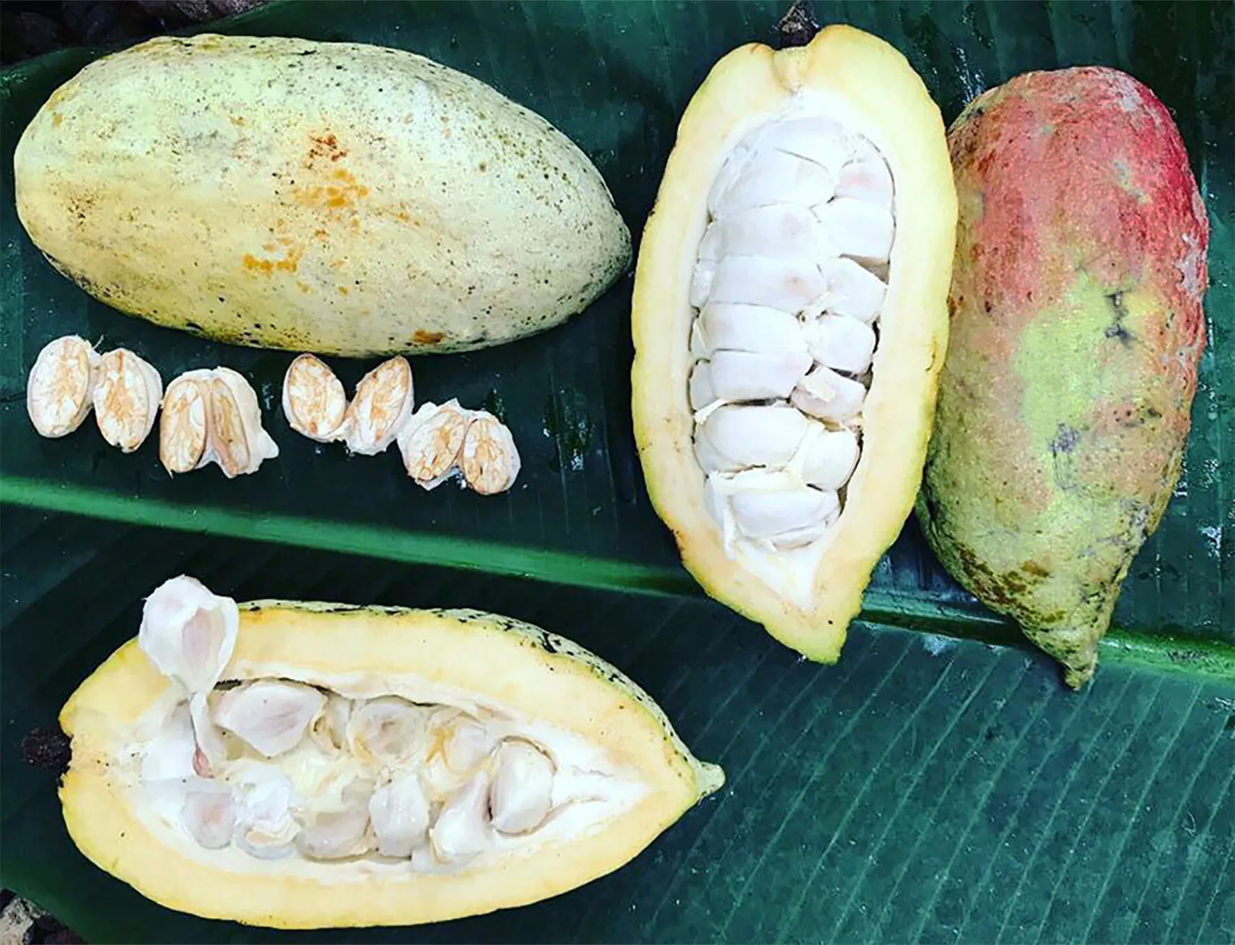 Photographic mosaic of Porcelana cocoa production in South Lake